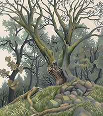 California Live Oak (Quercus agrifolia)